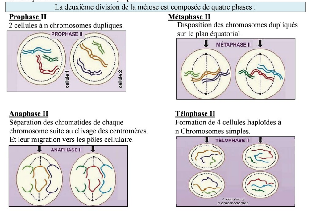 La Méiose Déroulement Et Résultats 2bac Kezakoo 