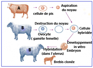 La Notion De L information G n tique 2BAC Kezakoo